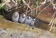 The ‘Dead Man’s Fingers’ Fungus looks as creepy as it sounds