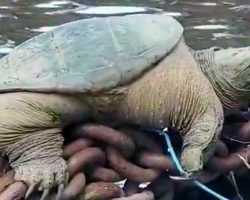 ‘Look at this guy!’ Giant snapping turtle wows kayakers on Chicago River