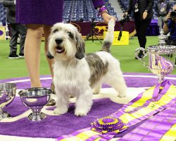 ‘Buddy Holly’ makes history by winning top prize at Westminster Dog Show