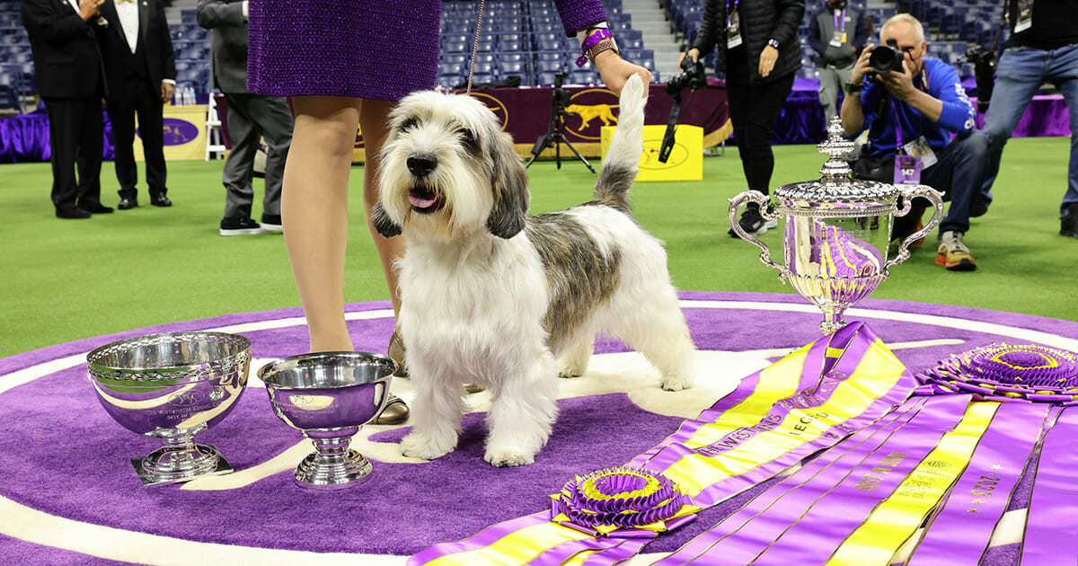 ‘Buddy Holly’ makes history by winning top prize at Westminster Dog Show