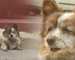 Dog abandoned when owner moves – waits in the same spot for ten years