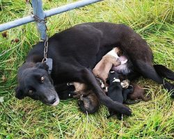 Abandoned dog is found chained up to fence while nursing six newborn puppies