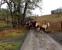 110 Horses Gallop To The Pasture In A Line