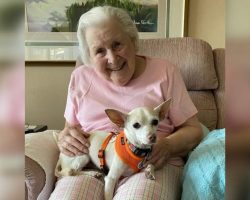 A perfect match: 11-year-old senior dog gets adopted by 100-year-old woman