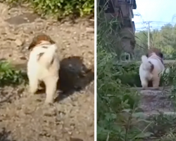 Stray Puppy Insists Rescuers Follow Him Into Abandoned Building