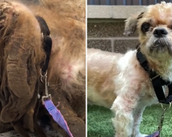 Matted dog found abandoned in the street – see his transformation when vet chops 6 pounds of fur off