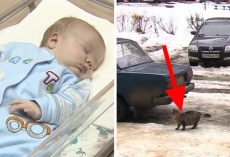 Baby is abandoned and left to freeze to death – but now watch what this cat does