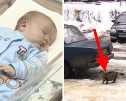 Baby is abandoned and left to freeze to death – but now watch what this cat does