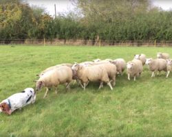 Man Discovers His Basset Hound Is A Natural Sheep Dog Even If She’s Blissfully Unaware Of It