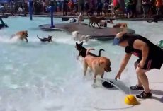 City Pool Opens It Up To Dogs Before Closing For The Year! What An Awesome Idea!!