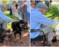 Grandpa celebrates 100th birthday with parade of adorable dogs — over 200 showed up