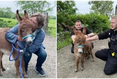 Update: Baby donkey stolen from farm found, reunited with worried mother