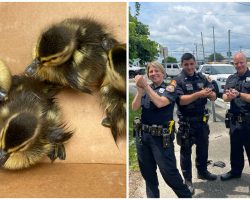 Baby ducks were trapped in a sewer grate — police use clever trick to lure them to safety