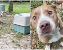 Couple moves in to new house and finds an abandoned dog tied up in their yard — gives her a new life