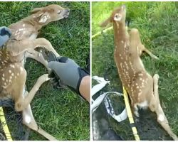 Video: police officers save baby deer trapped in soccer net