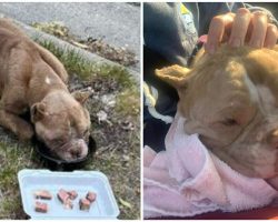 Abandoned dog was found starving in the middle of the road — now she’s getting the life she deserves