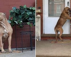 Abandoned dog waits on porch for weeks after family moves away and leaves him behind