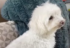 Tiny 10-pound dog chases away coyote to save his brother