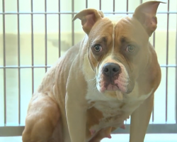 Scared pit bull is found left for dead in a cage, abandoned in dumpster in freezing weather