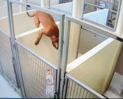 Shelter dog leaps over concrete wall to keep her best friend company — leads to happy ending for both