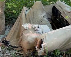 Rescued from squalor, dog can’t stop smiling for the people who saved her and her beloved babies