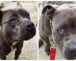 Dog owner carelessly abandons friendly pit bull at groomers and never returns