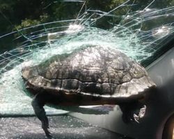 Unusual accident: Turtle crashes through car window and nearly decapitates passenger