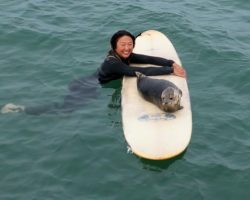 Baby seal delights California surfers by hopping on their surfboards