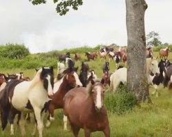 200 Rescued Horses Are Loving Life At Beautiful Sanctuary