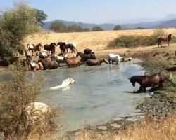 Rescue Horses Have A Pool Party At Beautiful Sanctuary