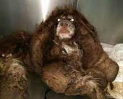 Matted dog found abandoned in the street – see his transformation when vet chops 6 pounds of fur off
