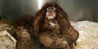 Matted dog found abandoned in the street – see his transformation when vet chops 6 pounds of fur off