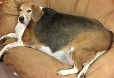 Overweight Beagle gets help shedding the pounds from kind hearted foster family