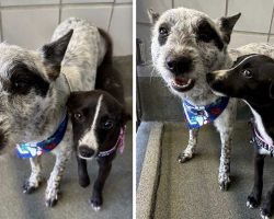 Stray Puppy Heroically Saves Her Friend From Suffocating And Biting Ants