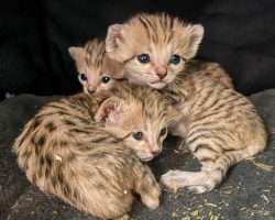 North Carolina Zoo celebrates birth of adorable newborn sand cat triplets