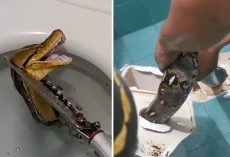 Massive 12-foot python slithers through toilet, startles homeowner