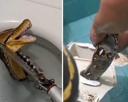 Massive 12-foot python slithers through toilet, startles homeowner