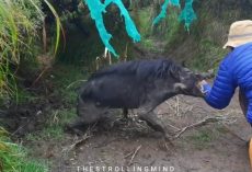 Wild pig attacks visitors, prompting authorities to caution the public to leave wild animals alone