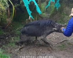 Wild pig attacks visitors, prompting authorities to caution the public to leave wild animals alone
