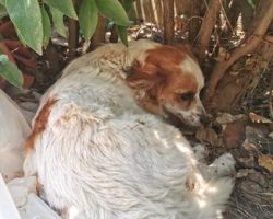 Small Dog Hid Away In The Bushes For Several Days Scared Of How She Felt