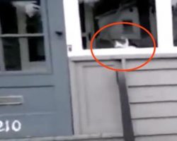 Cat Waits Every Day And Does Something The Mailman Has To Record