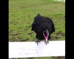A raven squawked for an hour before they realized he wanted help