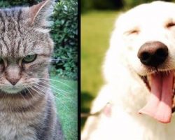 A Cat’s Diary Compared To A Dog’s Diary Is Absolutely Hilarious