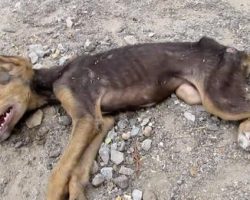 This Puppy Couldn’t Even Stand, But You Won’t Recognize Her At The End