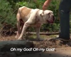 Bulldog found tied up by electrical cord in 100 degree heat
