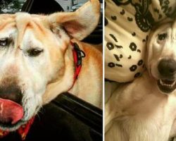 Dog with malformed face dumped by family: Then angel arrives and makes everything right