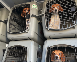 Judge approves plan to move 4,000 beagles from Virginia breeding operation to shelters