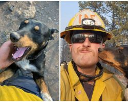 Firefighters find lost dog while battling wildfire, reunite her with family