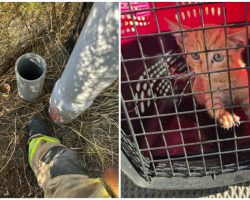 Firefighters rescue scared kitten trapped in underground pipe — thank you