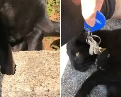 Neighbor cat retrieves woman’s lost keys from hole in sidewalk